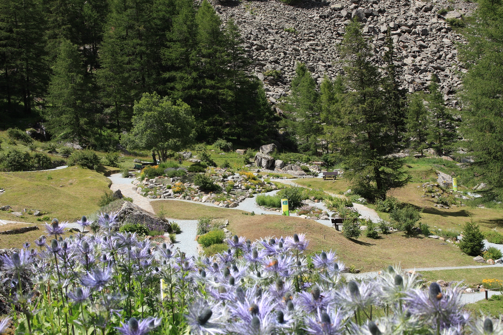 Eryngium alpinum